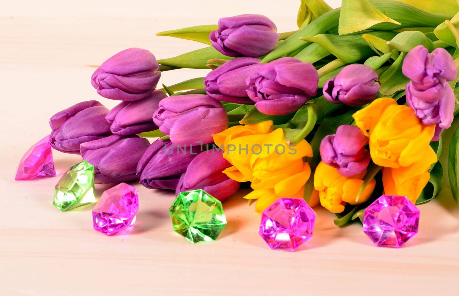 Spring Tulips Plants
