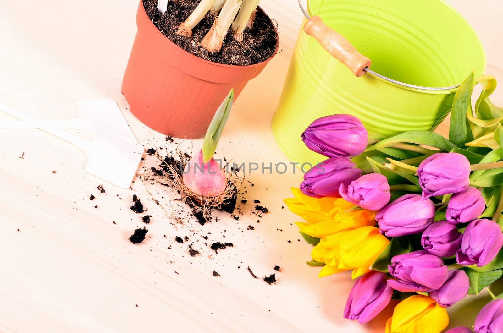 Spring Tulips Plants