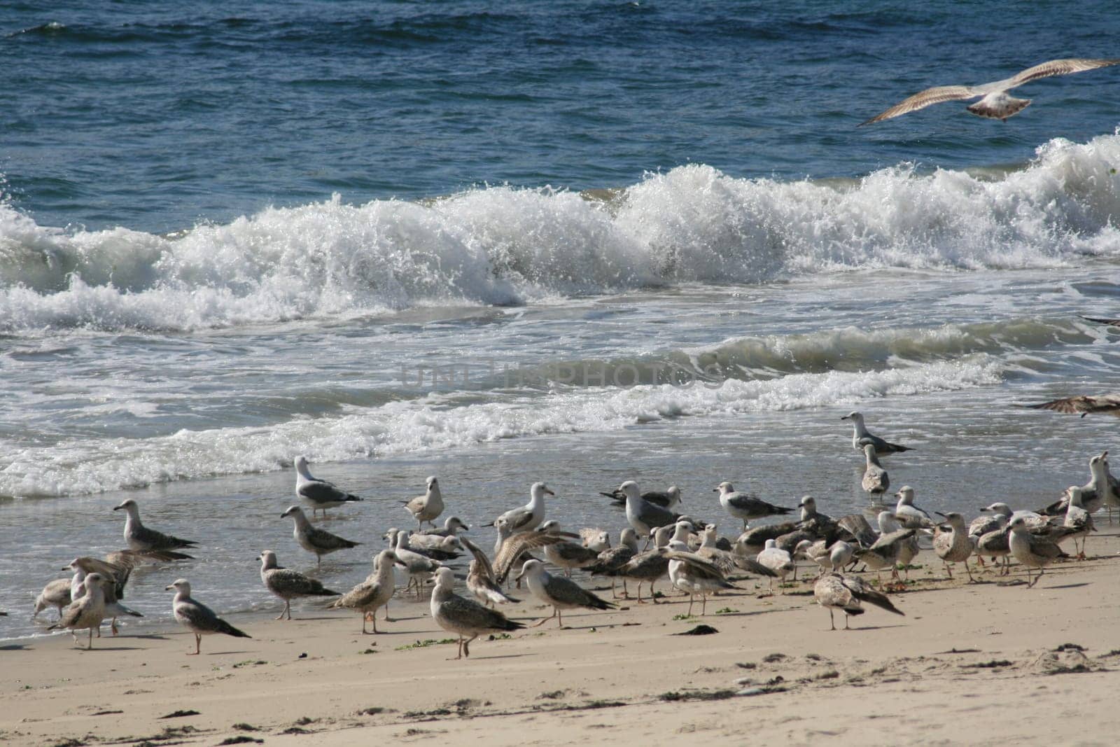 Seagulls