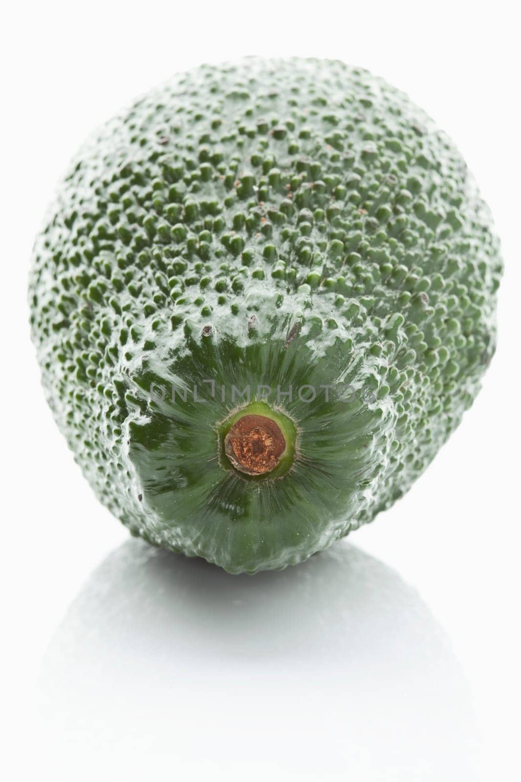 avocado (Persea americana)