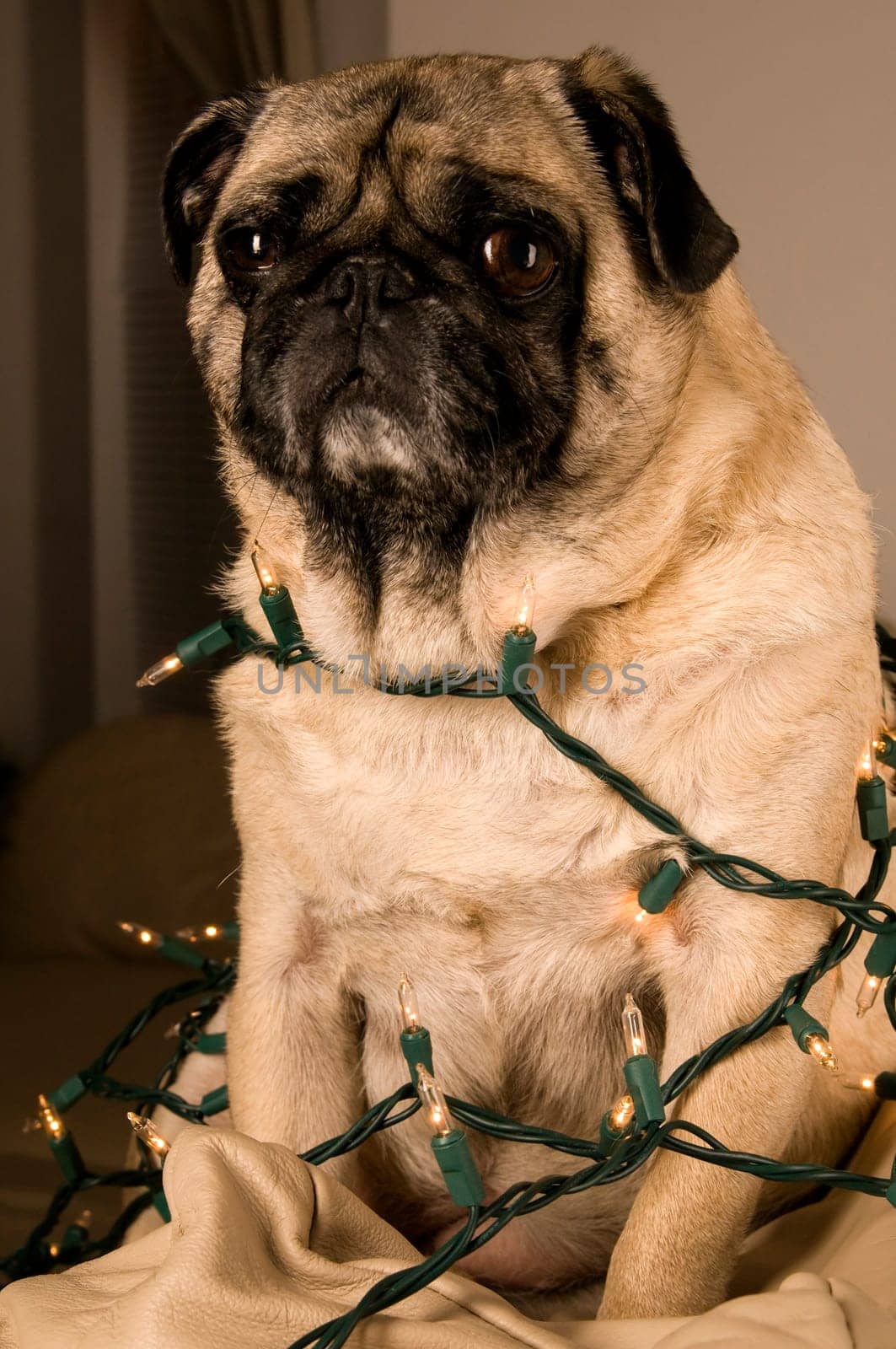 Pugs Wrapped in Lights
