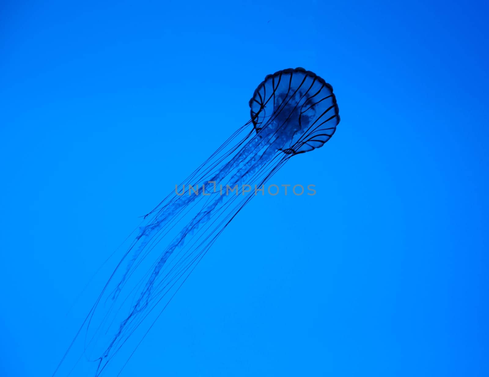 Backlit Jellyfish