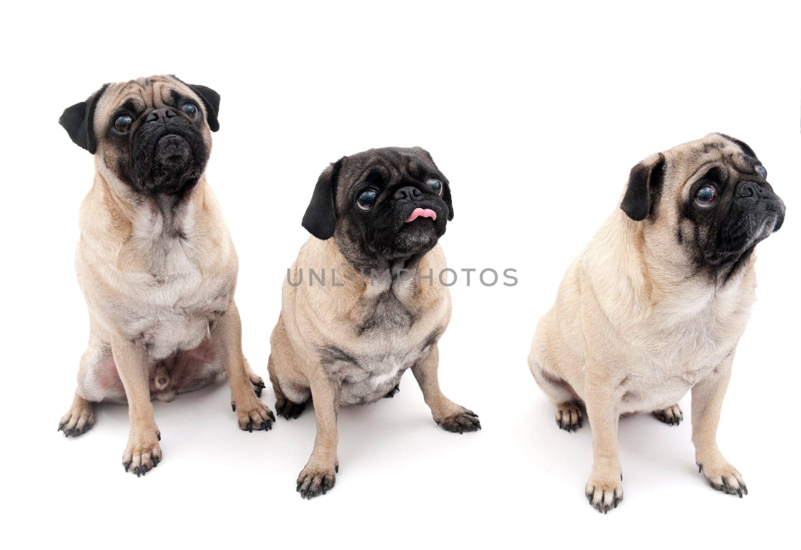 Three Pugs, Isolated on a White Background.
