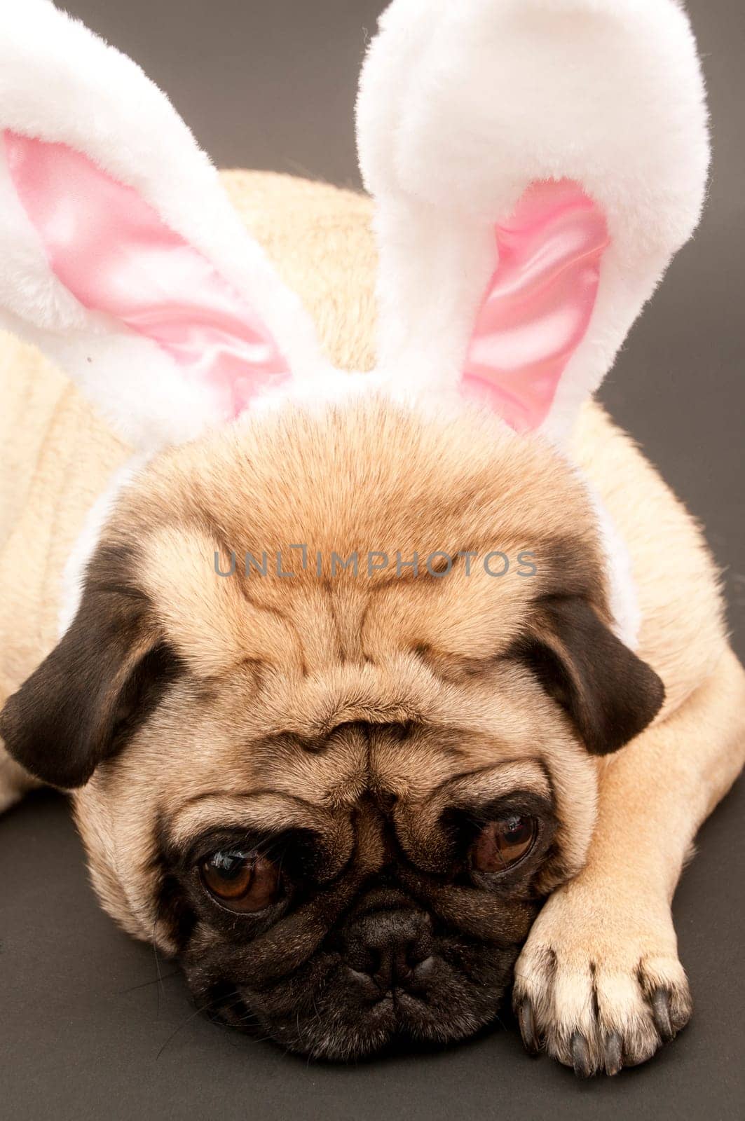 Bunny Pug on Black Background.