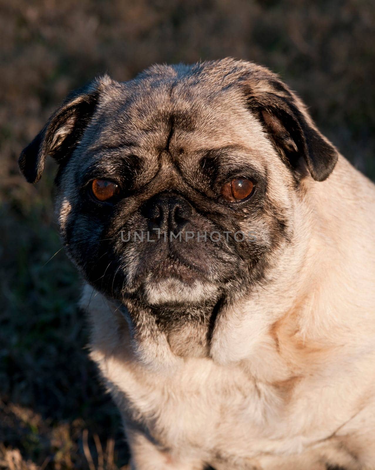 Pug Outside with Expressive Face.