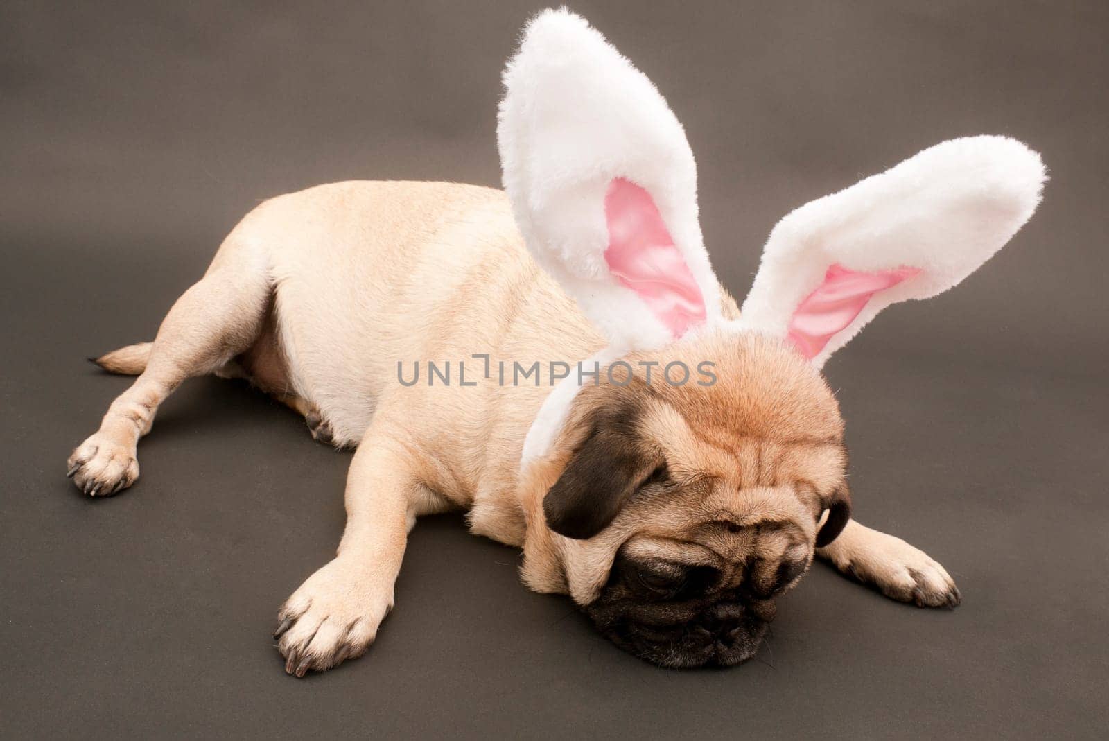 Tired Easter Bunny