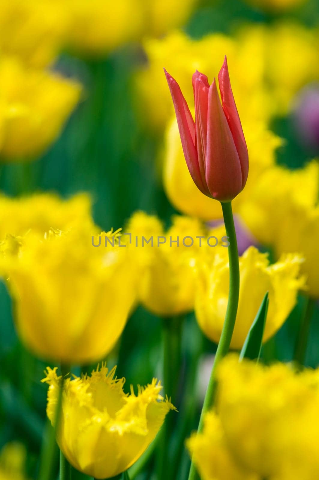 Red tulip in a garden close up shoot