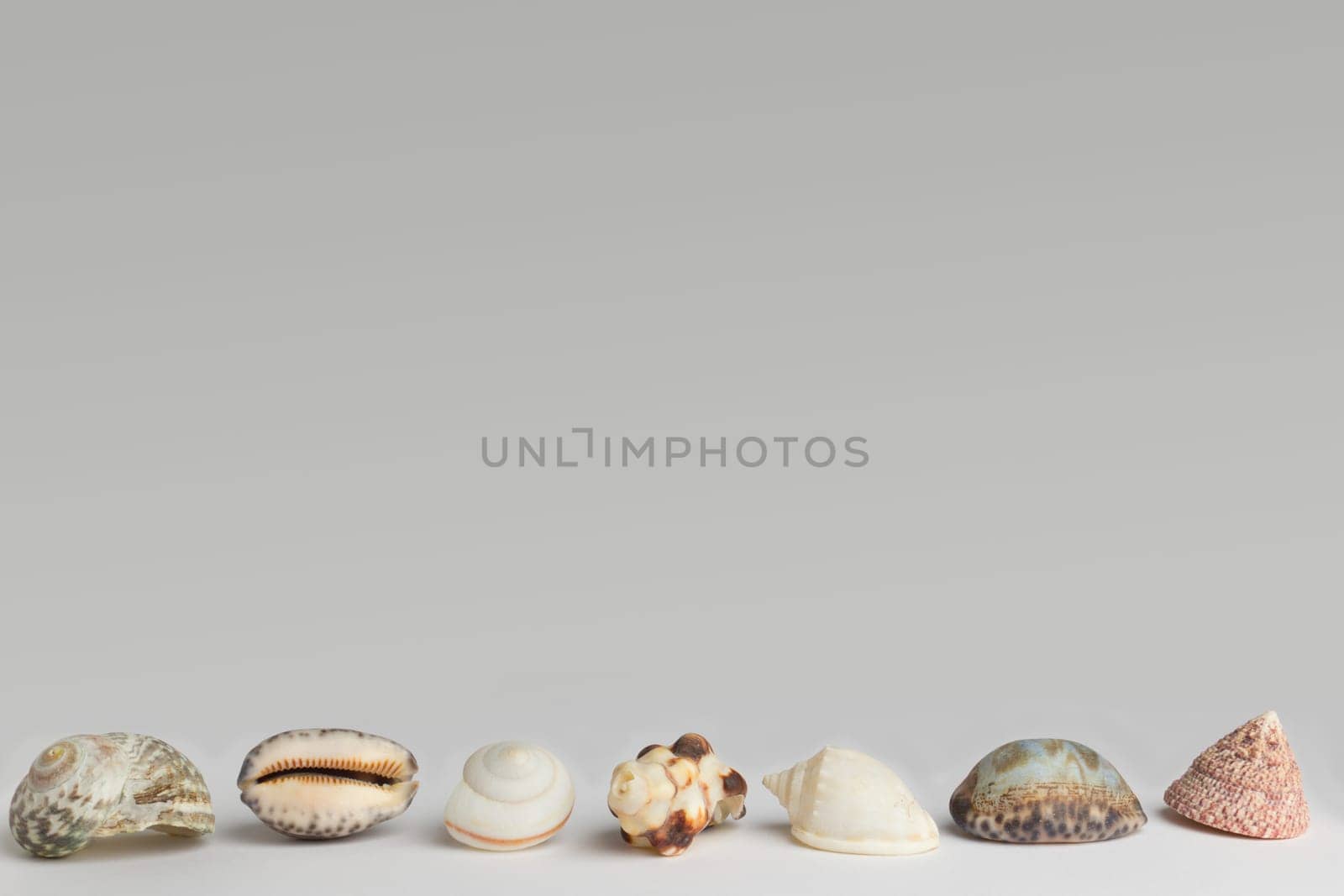 Shells,photographed from the front,frame