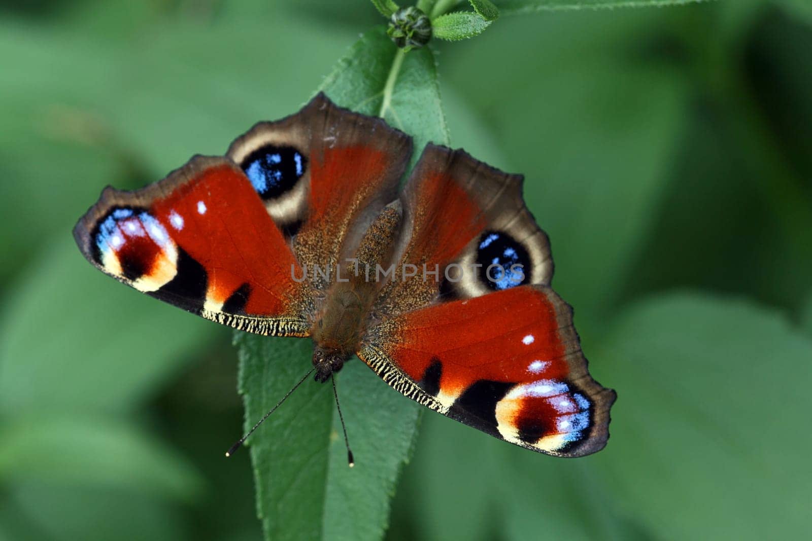 The peacock butterfly