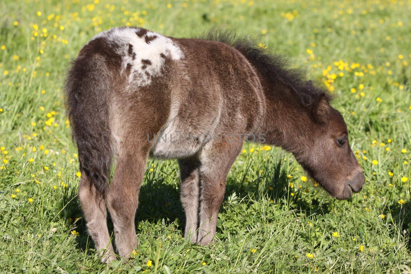 Shetland pony