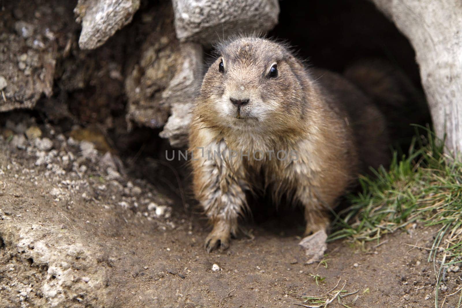Prairie dog