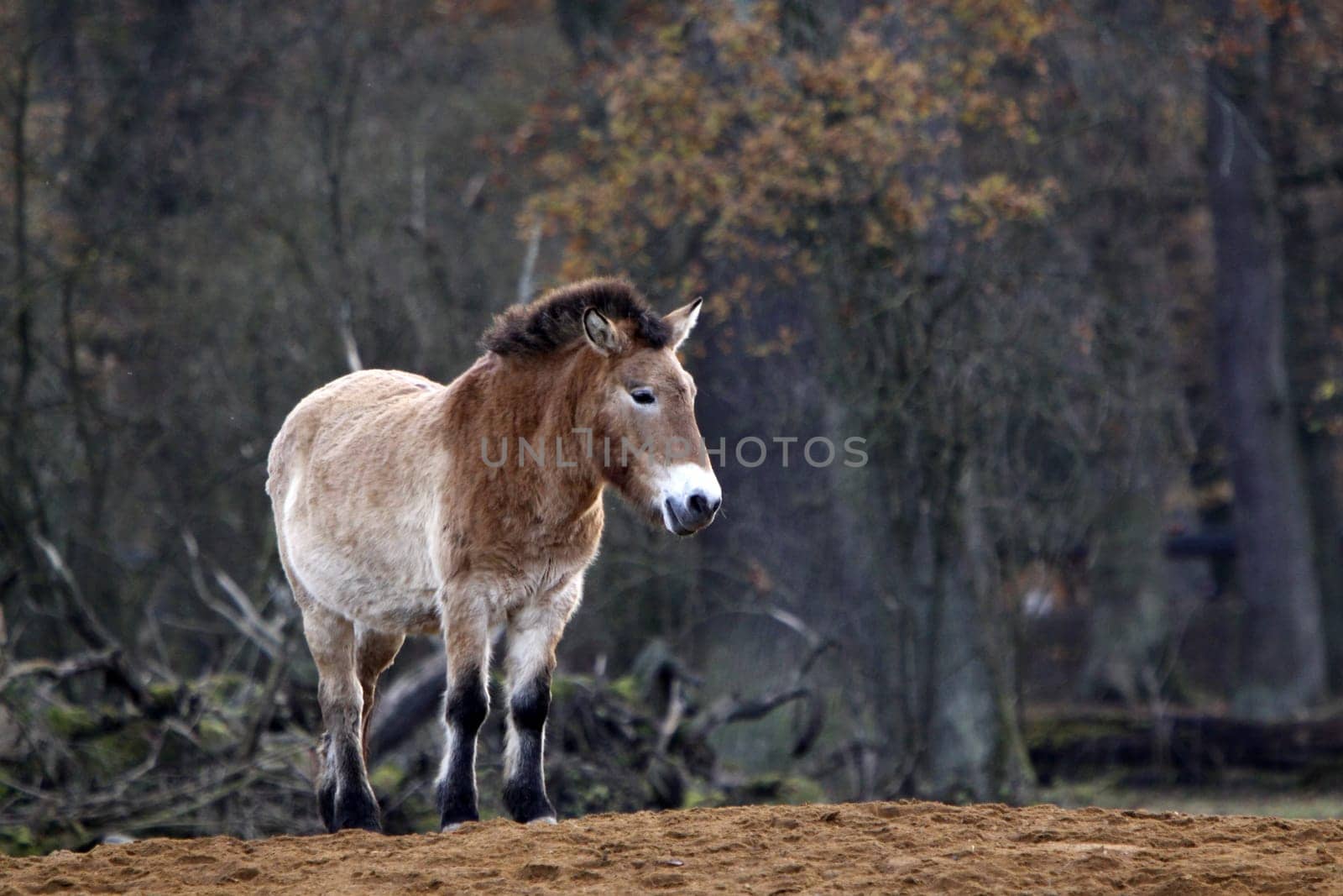 Asian wild horse