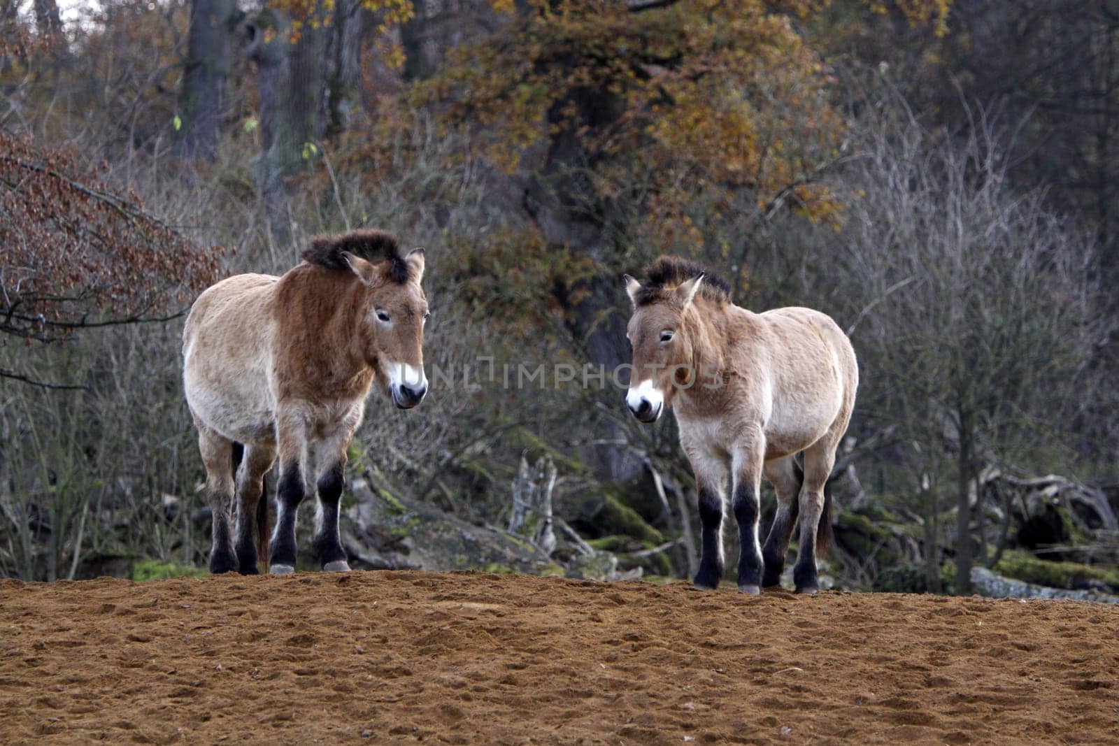 Asian wild horse