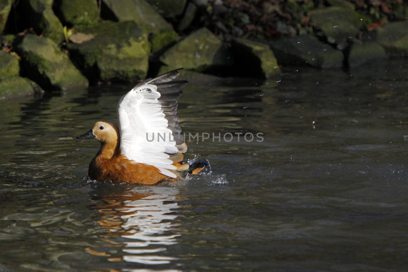 Ruddy shelduck