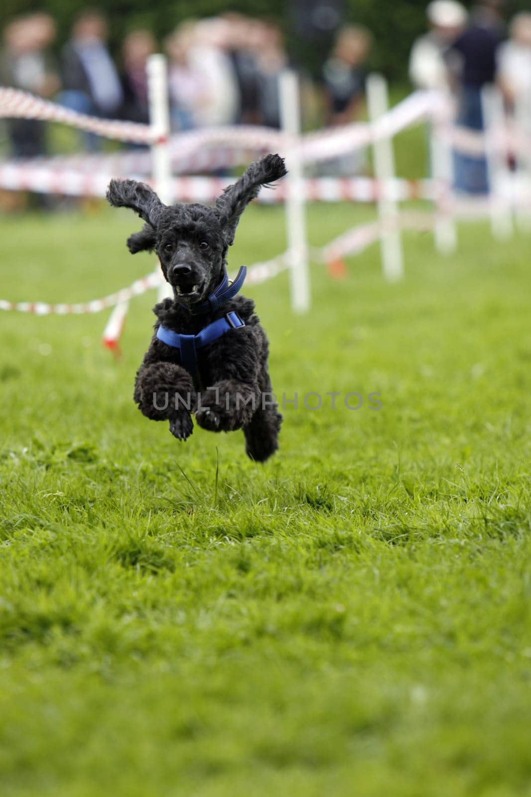Running black poodle