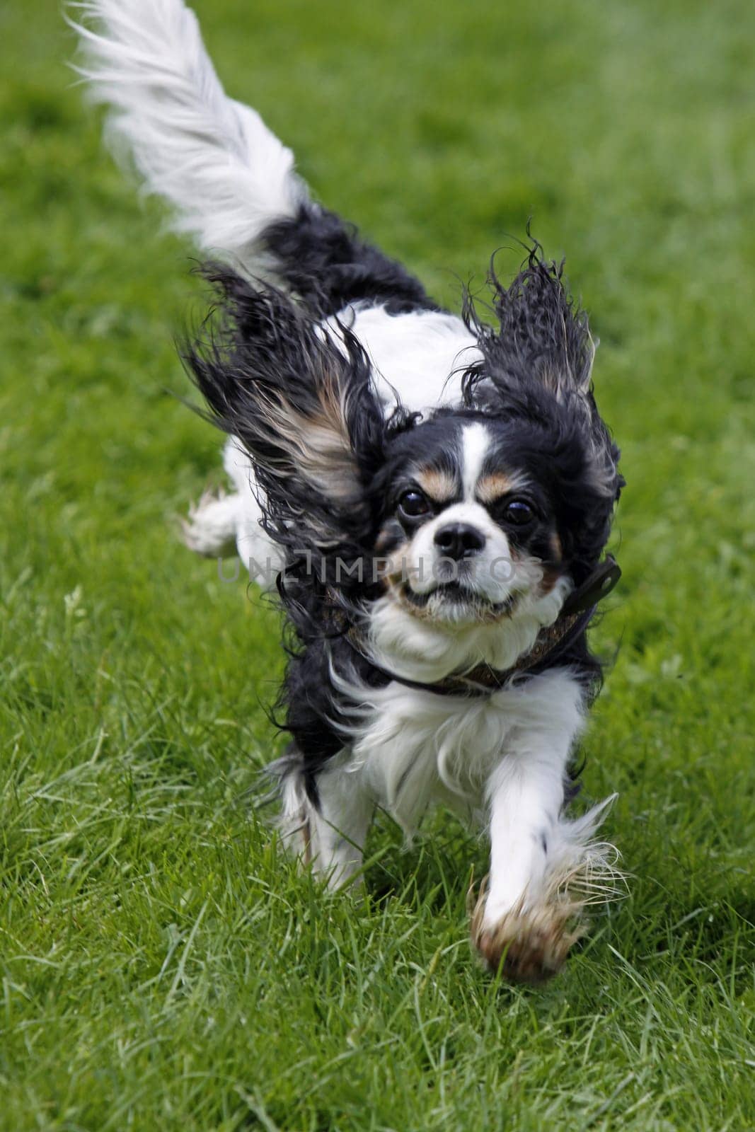 Black and white dog at a dog race