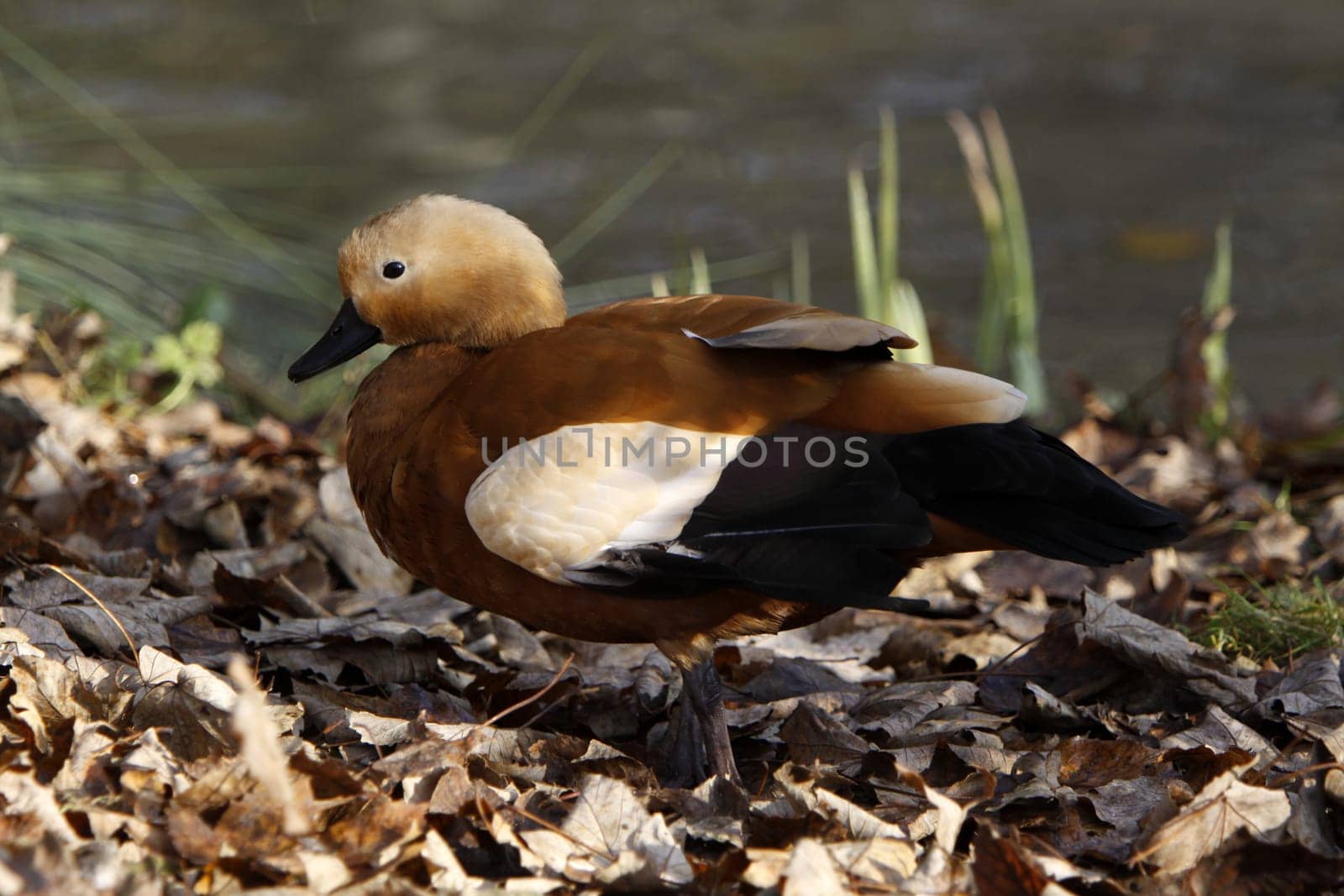 Ruddy shelduck