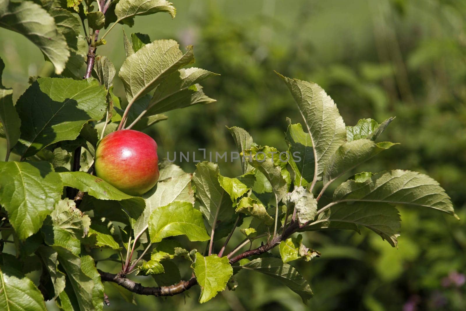Red apples on a tree