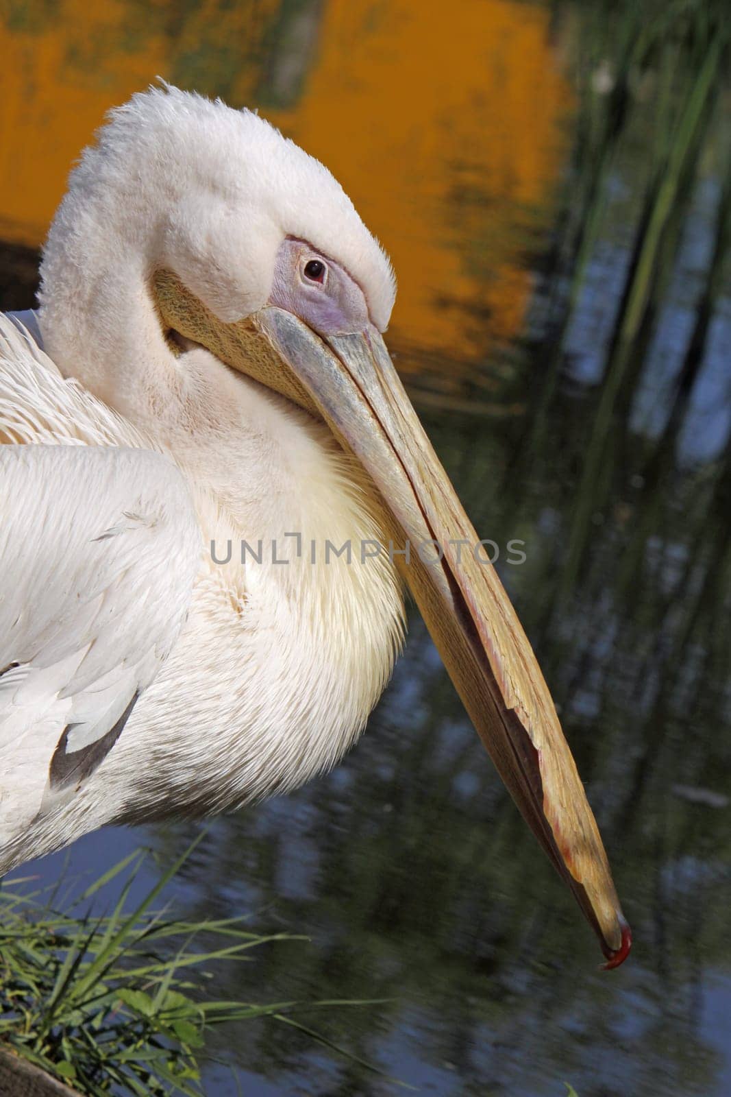 Eastern white pelican