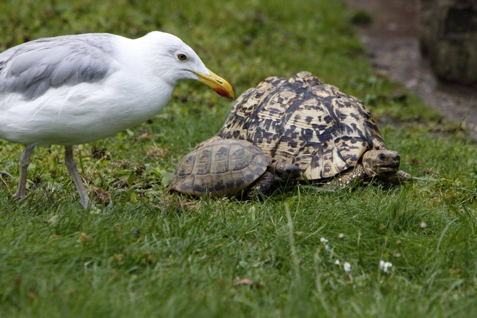 Curious seagull examines turtles