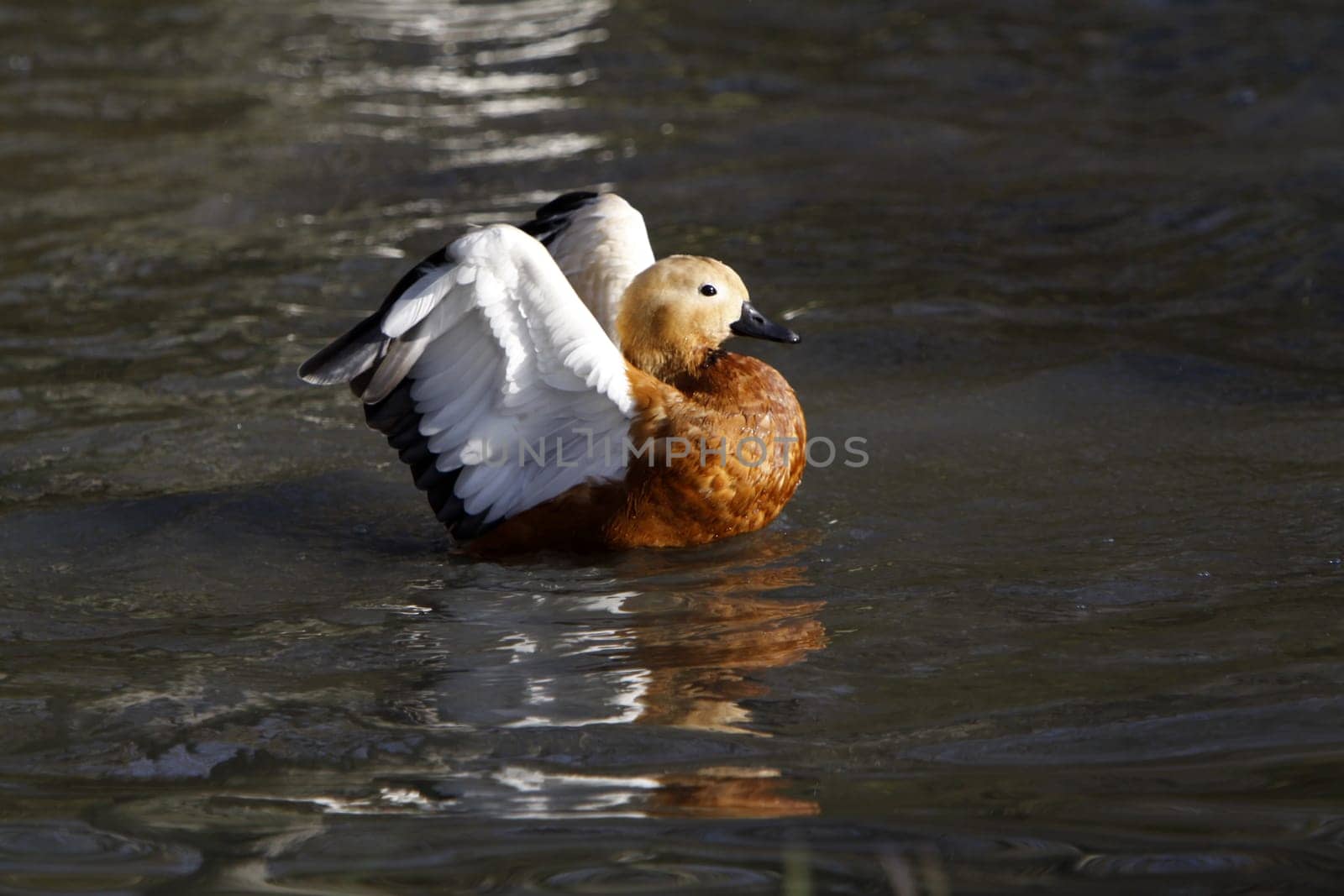 Ruddy shelduck