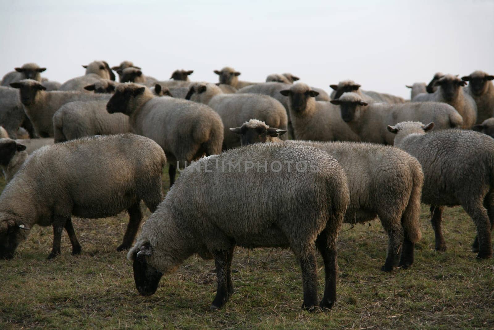 Flock of sheep