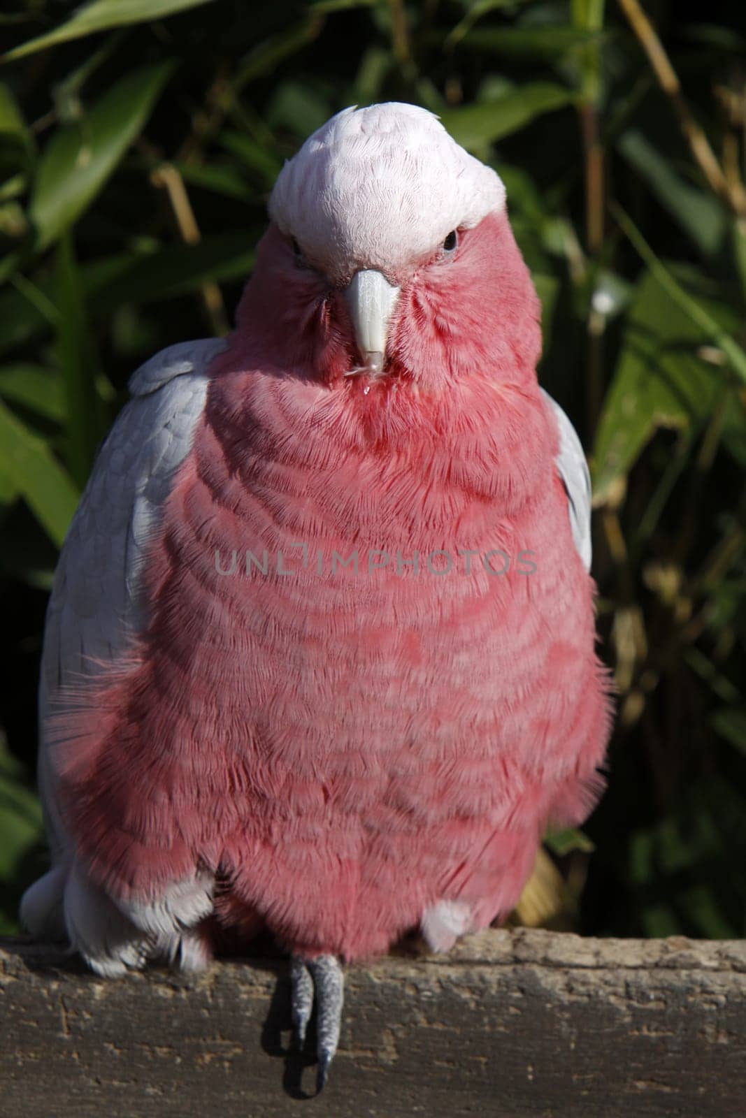 Galah