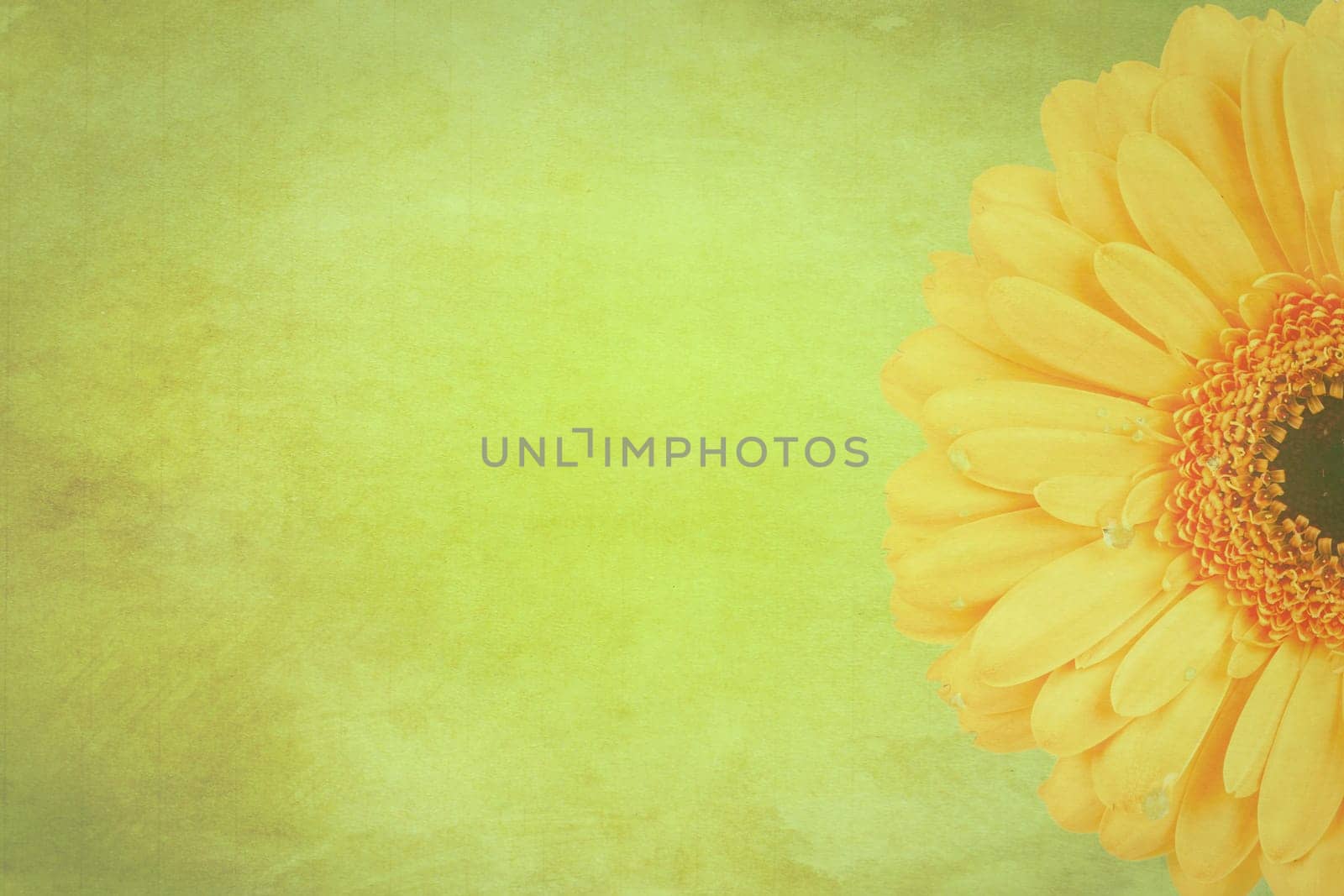 Vintage Gerbera Flower Background