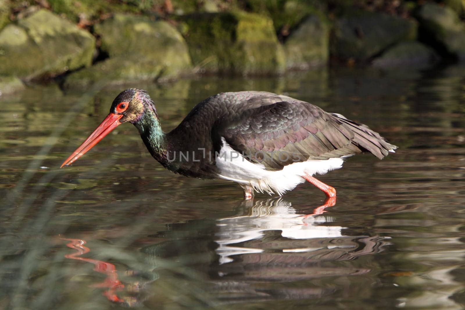 Black stork in the water