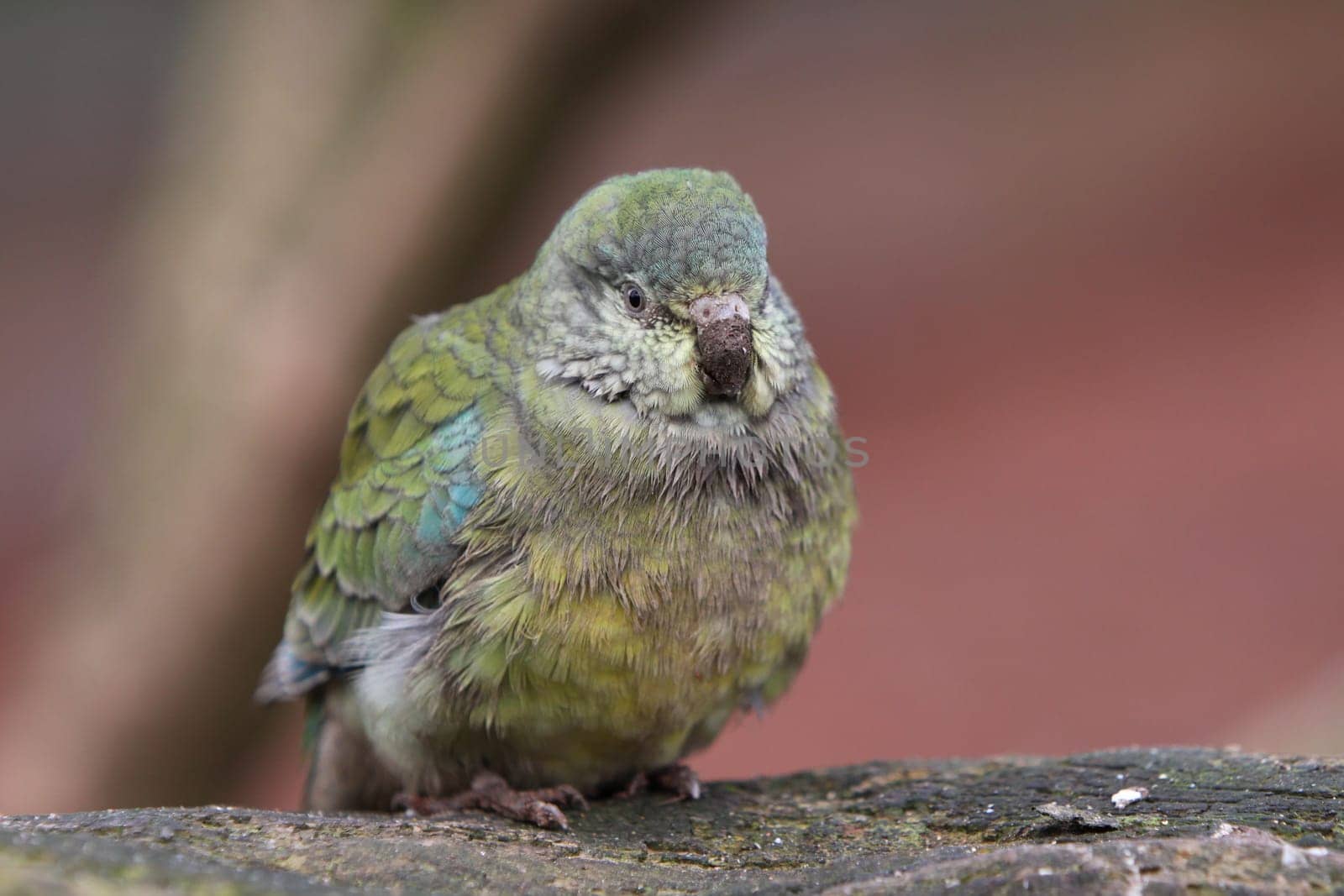 Singing parakeet