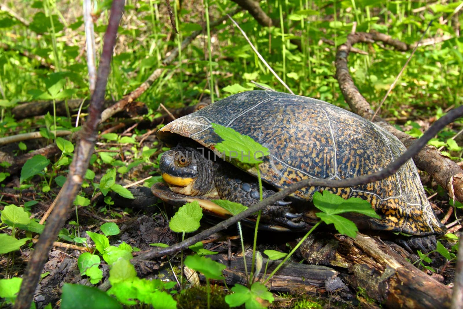 Blandings Turtle (Emydoidea blandingii) in a shrubby thicket of northern Illinois.
