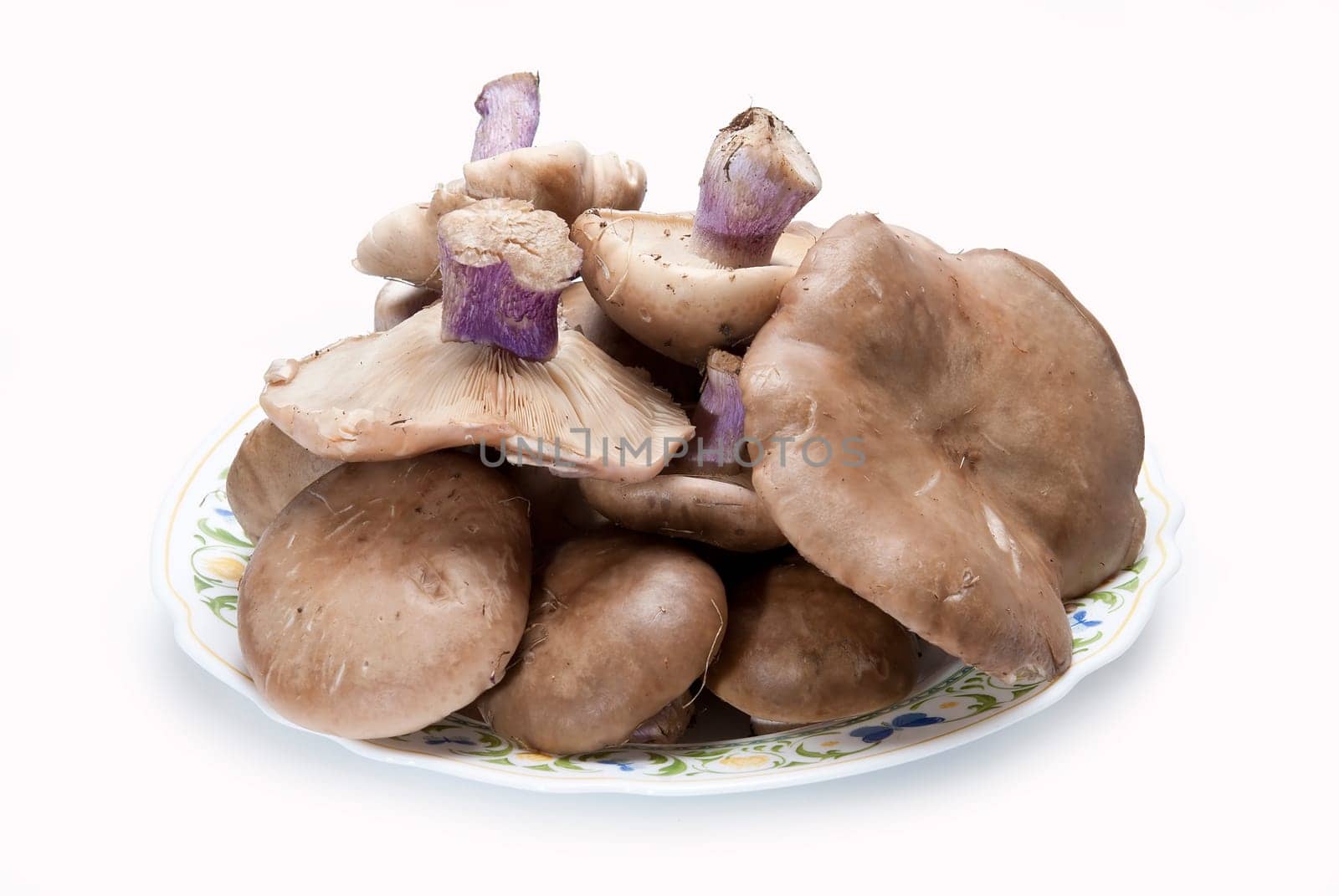Wood blewits isolated over a white background.