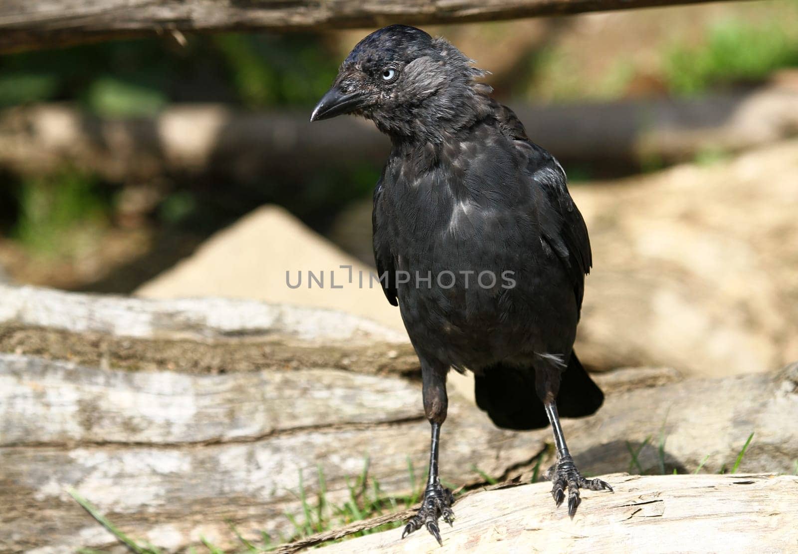 Jackdaw