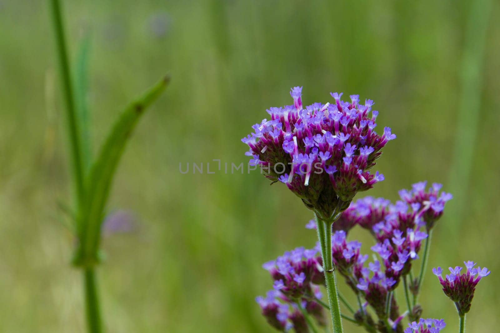 Purple wild flowers