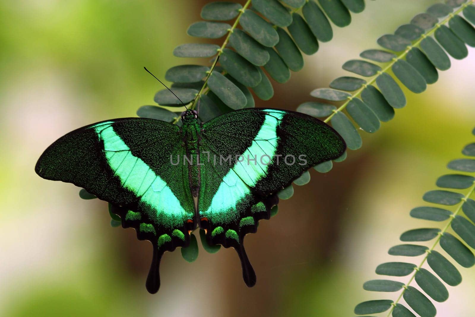 Swallowtail (papilio palinurus)
