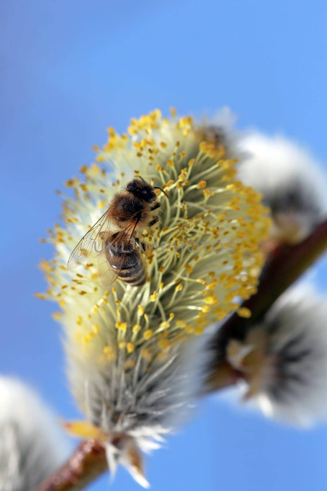 Nectar collection in spring