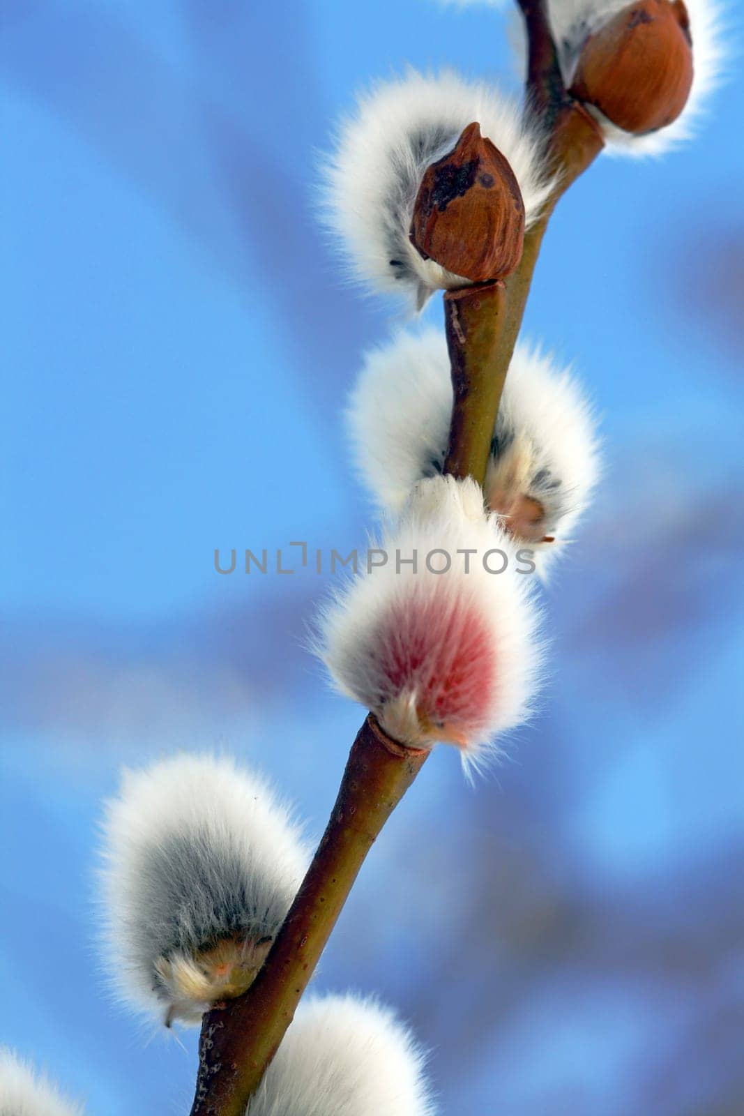 A Blooming Willow - The Harbinger of Spring