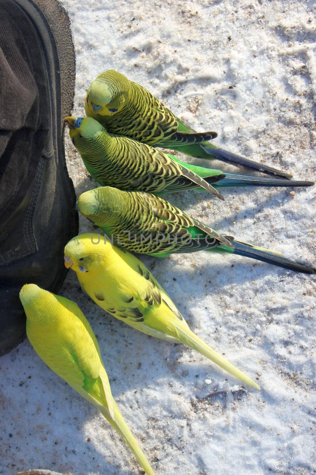 Budgies nibble on the shoe