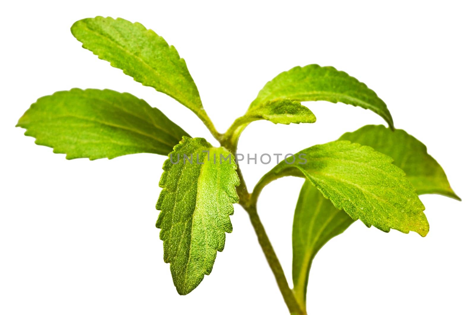 the vegetable substitute for sugar,stevia rebaudiana