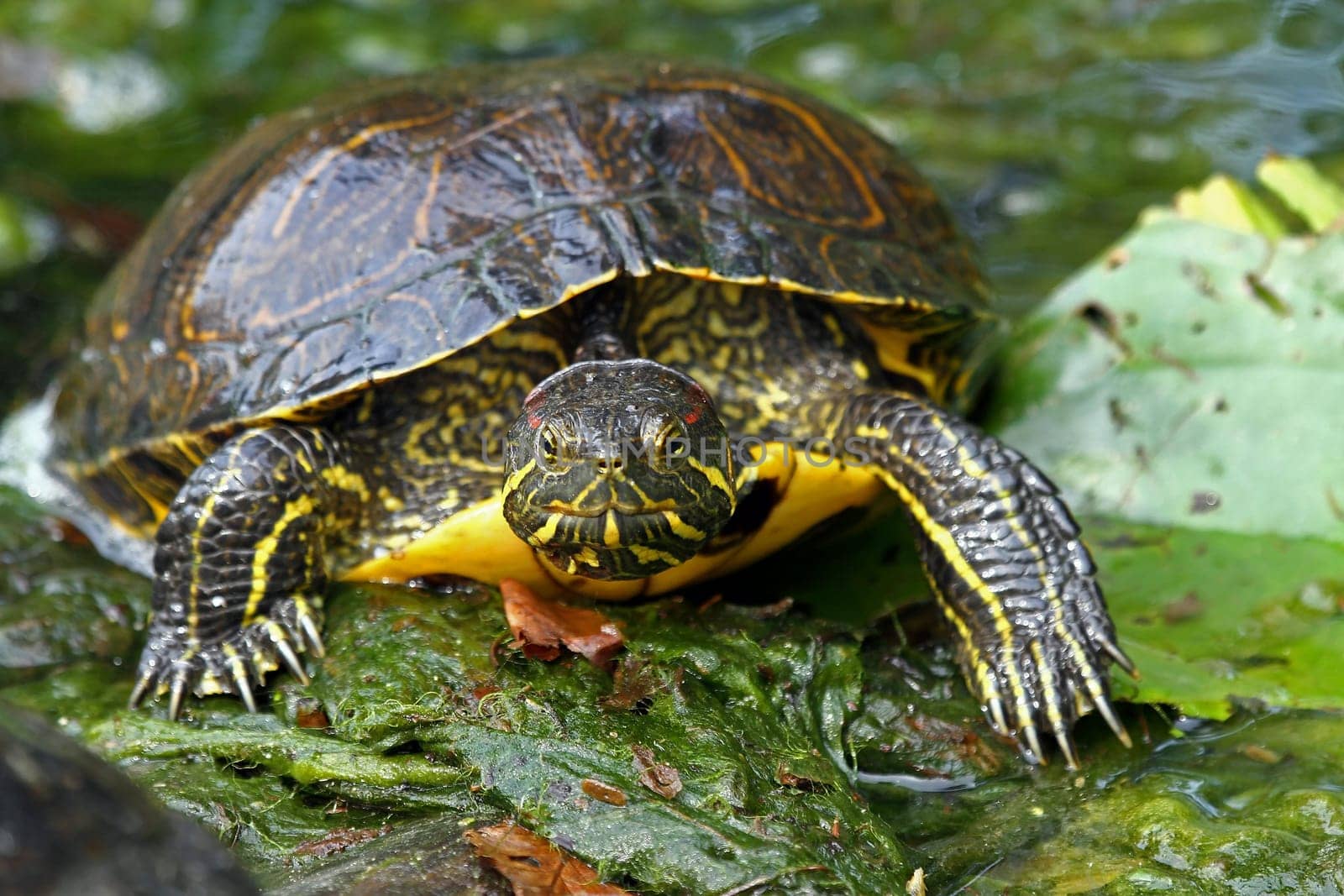 Sea turtle