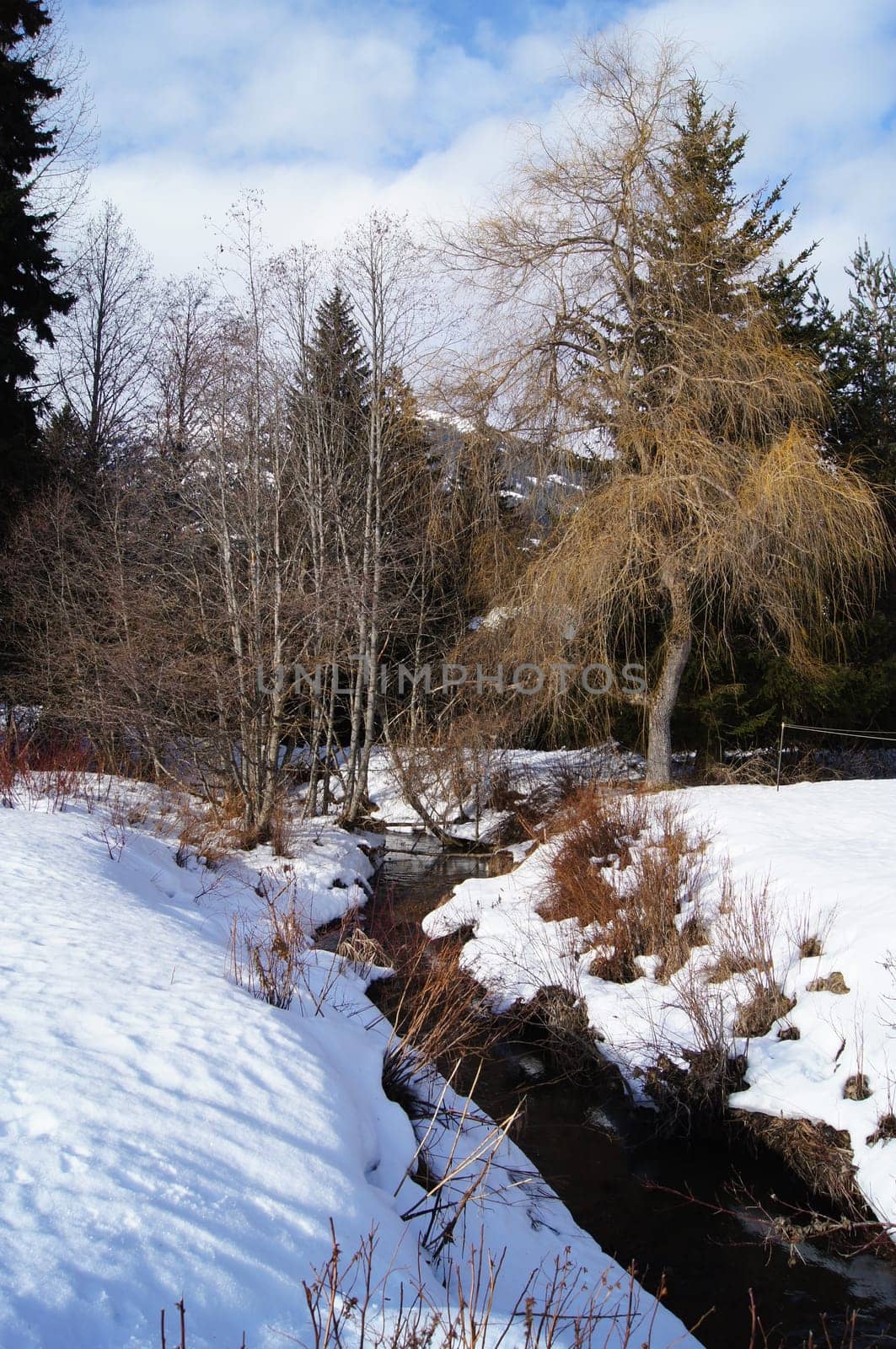 Snow covered Stream