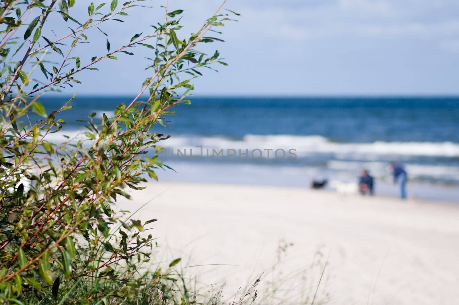 Baltic Sea beach with white sand and waves in a blurred background and dune planting as a sharp foreground in sunshine in summer