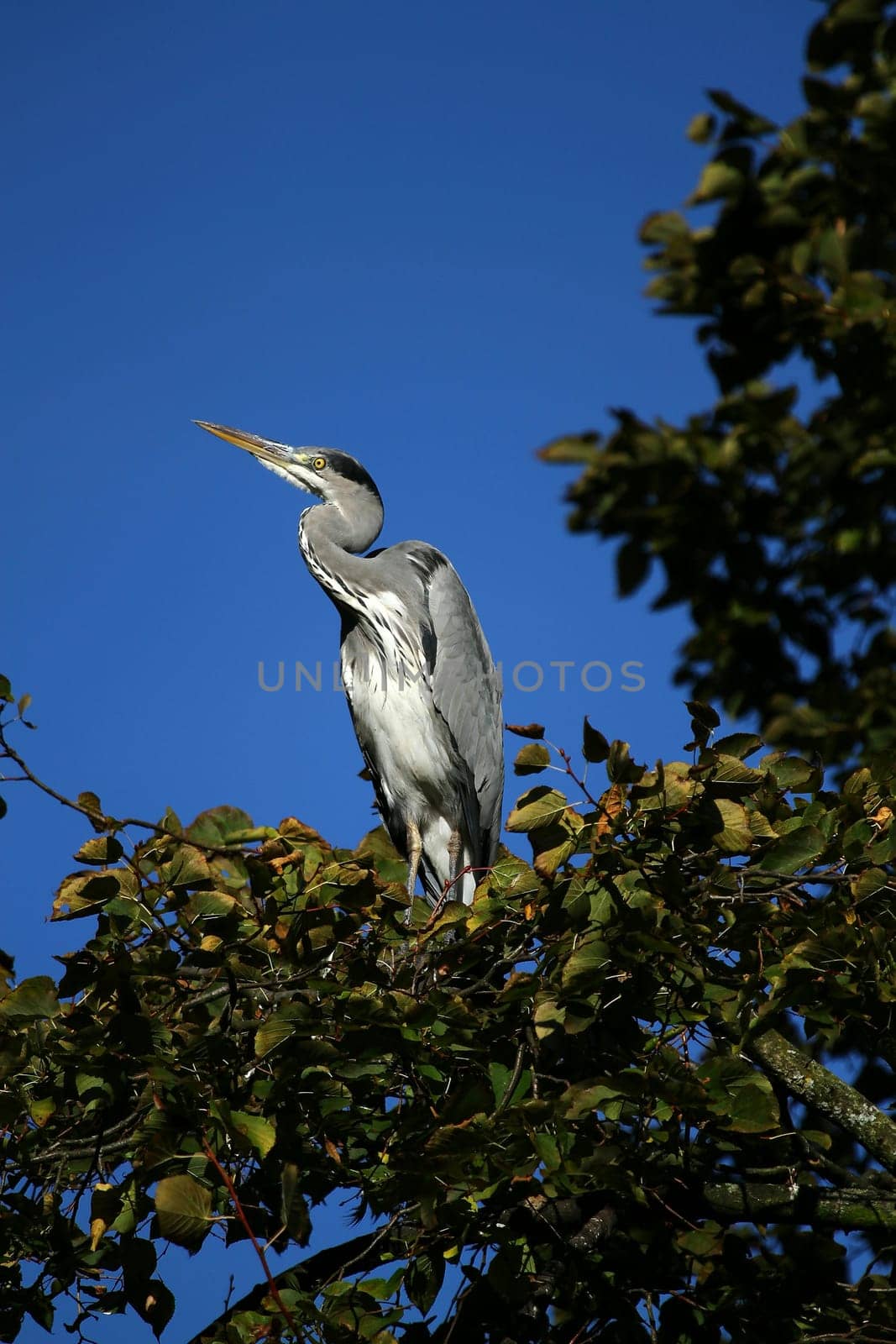 Grey heron
