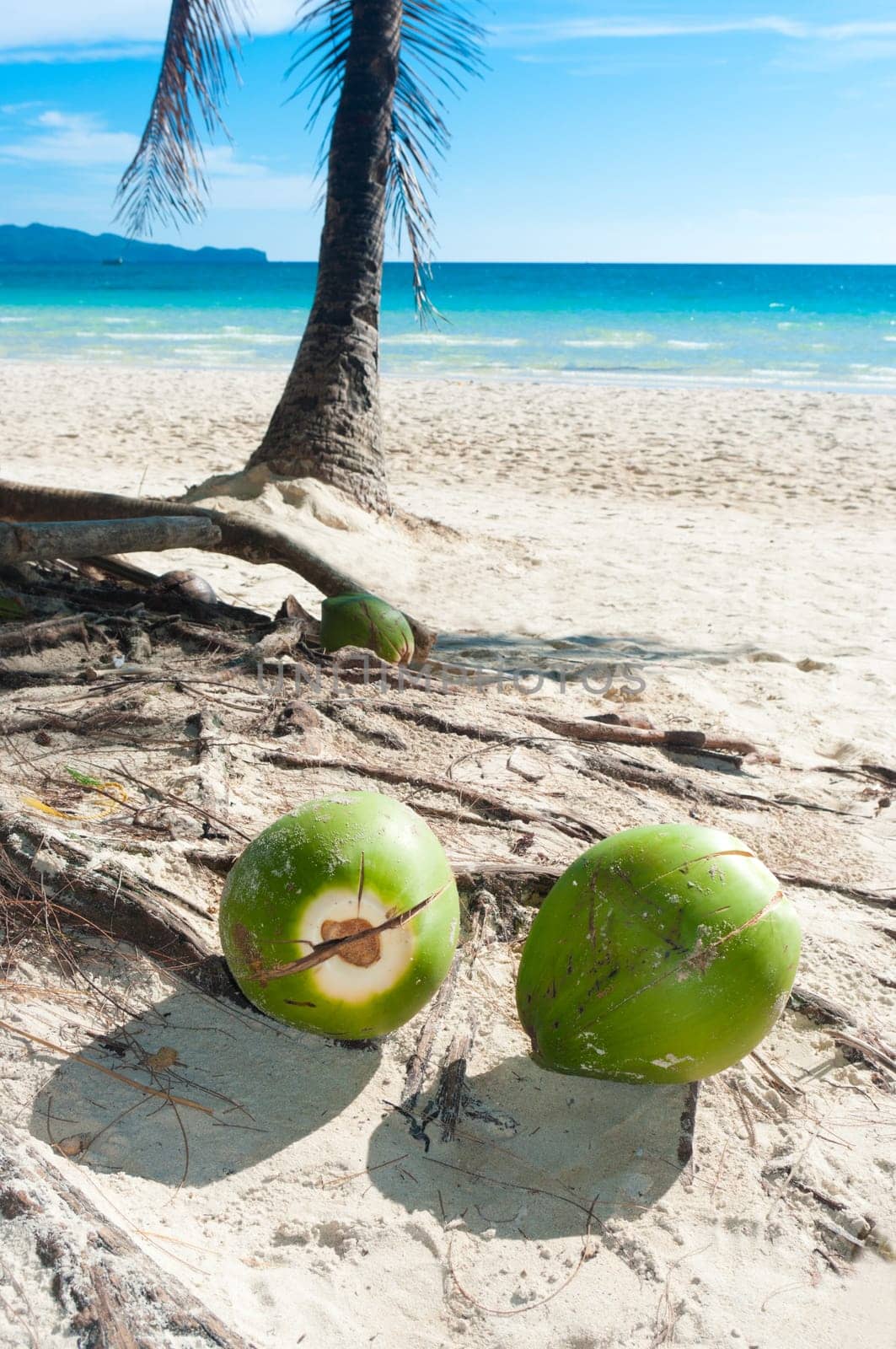 some coconuts on a tropical beach