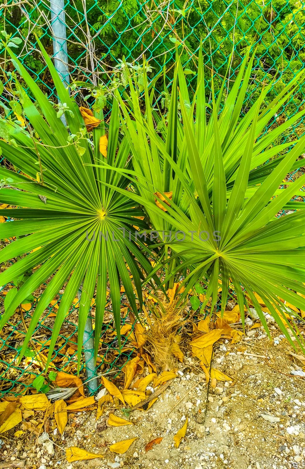 Palm tree leaves seeds fruits of a tropical green exotic and Caribbean Maya Chit palm palms in rainforest jungle Playa del Carmen Quintana Roo Mexico.