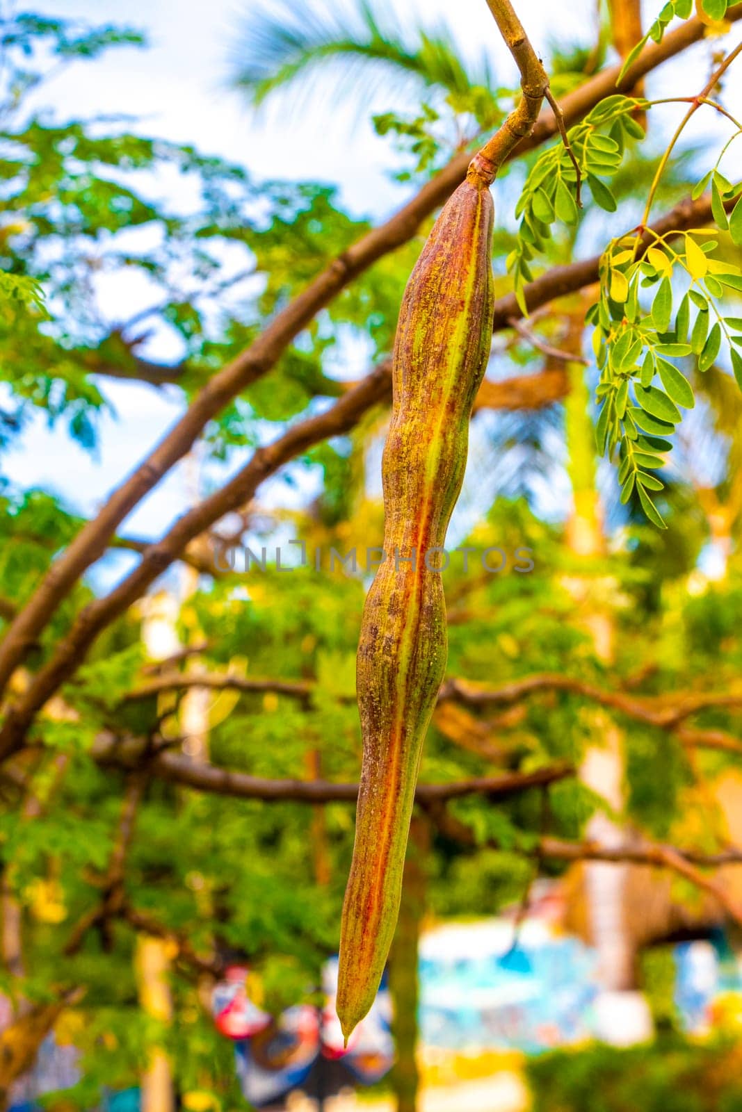 Seeds and flowers blossoms of moringa tree and green tree top with blue sky background in Playa del Carmen Quintana Roo Mexico.