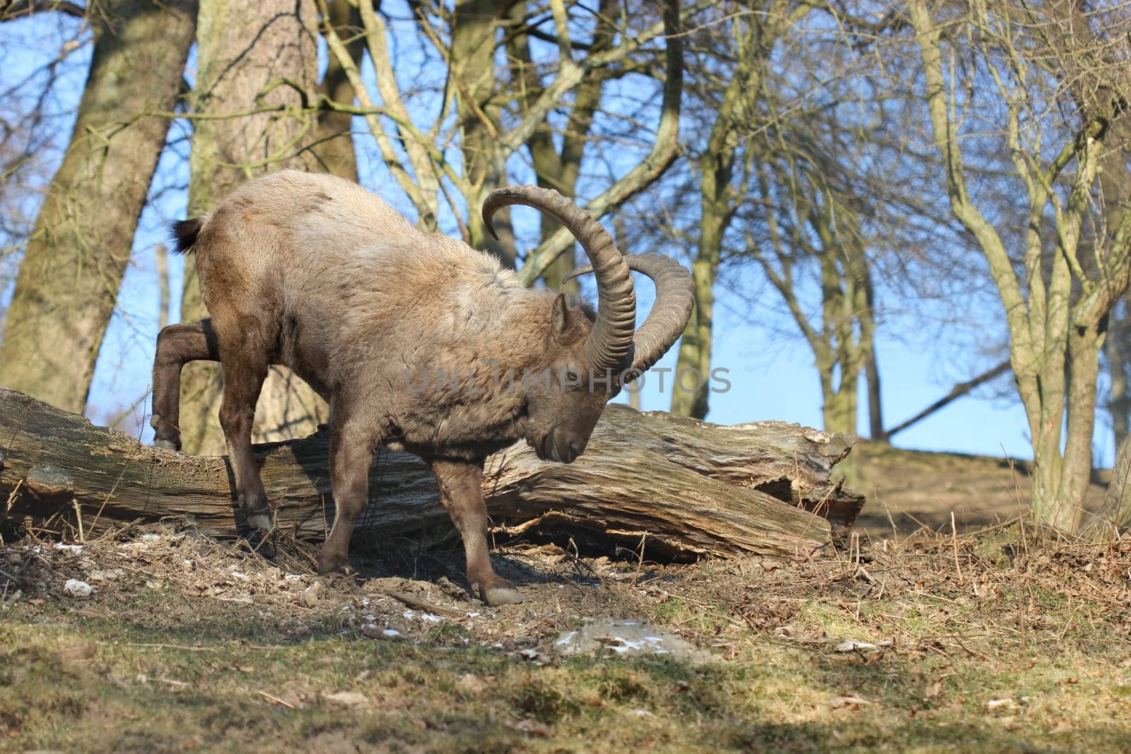 West Caucasian ibex at Sababurg Zoo