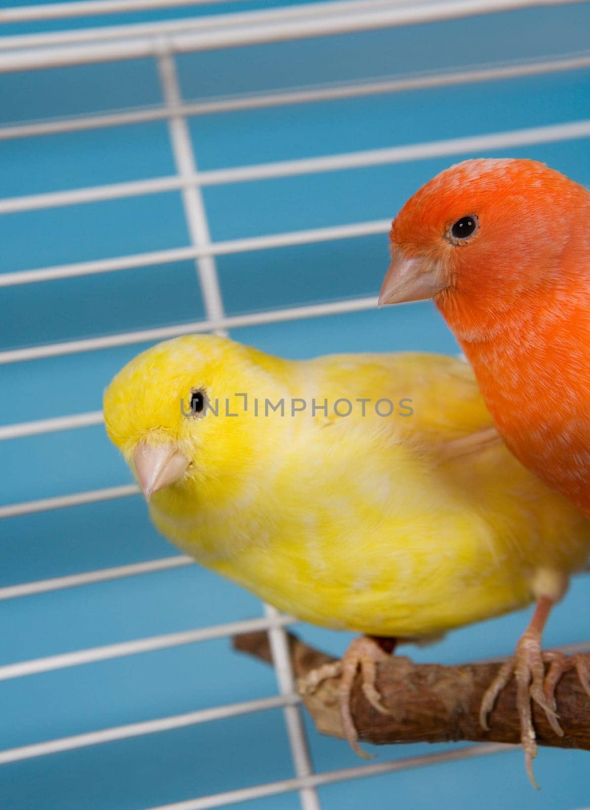 Two Pet Birds in a Cage