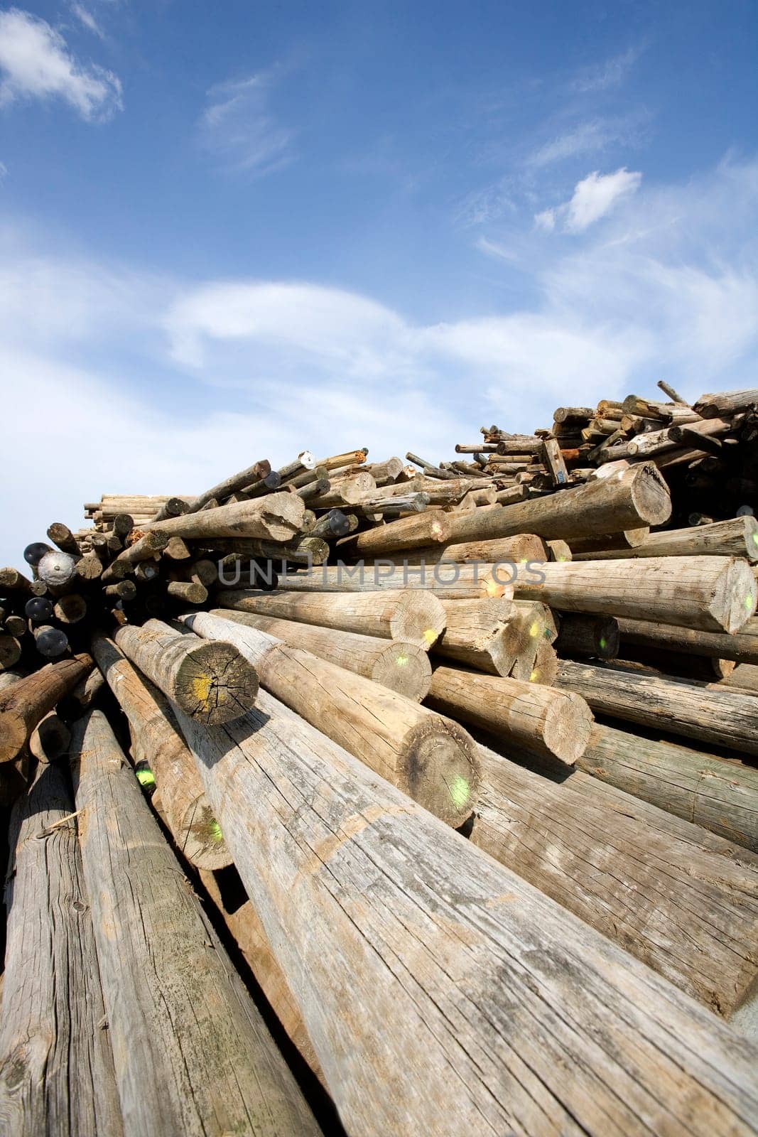 Large group of Timber towards blue sky