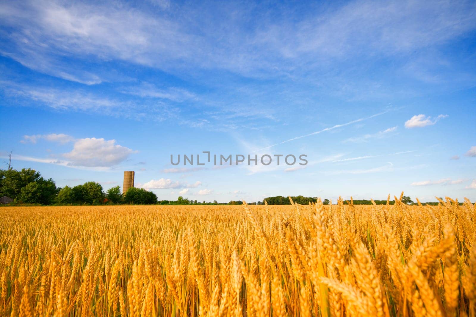 Wheat field in a farm in Central Indiana